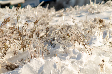 Natural background with ice crystals on plants after an icy rain.