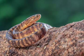 Banded keeled slug snake,Pareas carinatus