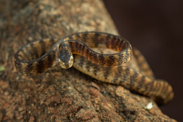 Fototapeta premium Banded keeled slug snake,Pareas carinatus
