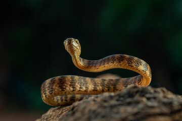 Banded keeled slug snake,Pareas carinatus