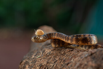 Fototapeta premium Banded keeled slug snake,Pareas carinatus