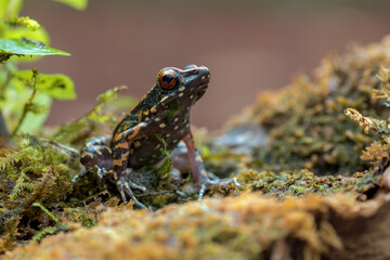 Spotted stream frog in their environment ( Hylarana picturata )