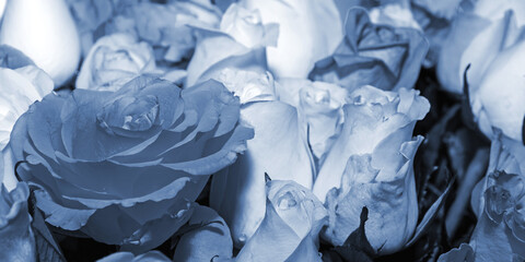 Background of beautiful flowers. Toning. Сlose up.