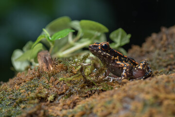 Spotted stream frog in their environment ( Hylarana picturata )