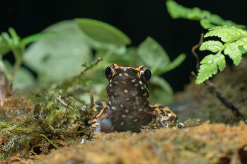 Spotted stream frog in their environment ( Hylarana picturata )