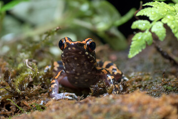 Spotted stream frog in their environment ( Hylarana picturata )
