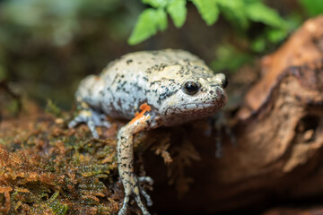 The smooth-fingered narrow-mouthed frog ( kaloula baleata ) inside a bush