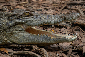 Sub adult saltwater crocodile of Cairns Australia