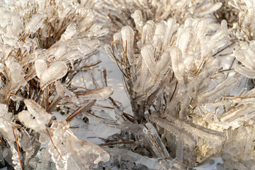 Natural background with ice crystals on plants after an icy rain.