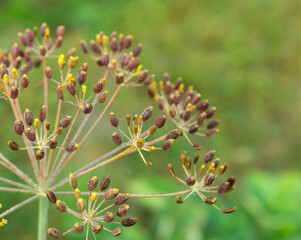 Dill flower. Garden herb Anethum graveolens plant. Dill umbrellas growing in garden. Close up of fragrant dill, fennel seeds, ripe dill flower head. Selective focus, blurred