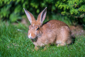 Young cute rabbit on green grass eating, close up. Animals and nature concept