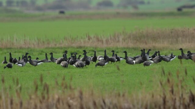 A flock of migrating Brent Geese, Branta bernicla, feeding in a field.