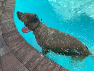 Obraz premium Dog shaking off water in the pool. 