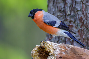 Dompfaff (Pyrrhula pyrrhula) Männchen