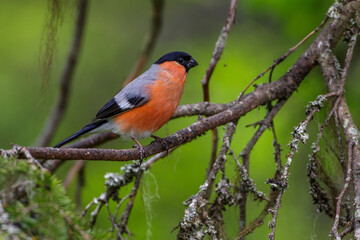 Dompfaff (Pyrrhula pyrrhula) M&auml;nnchen