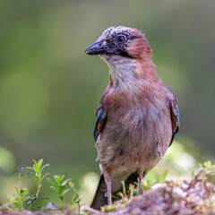 Eichelhäher (Garrulus glandarius)