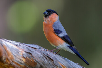 Dompfaff (Pyrrhula pyrrhula) Männchen