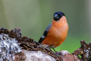 Dompfaff (Pyrrhula pyrrhula) Männchen