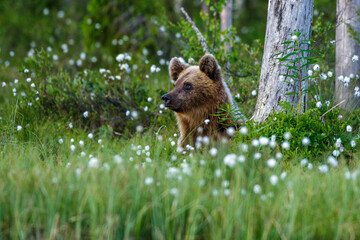 Braunbär (Ursus arctos)