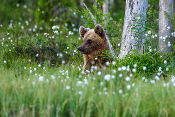 Braunbär (Ursus arctos)