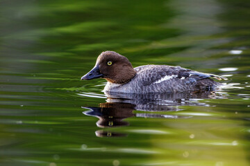 Schellente (Bucephala clangula) Weibchen