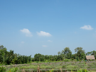 Coconut fields under bright blue sky, there are small cottage with thatched roofs on the edge