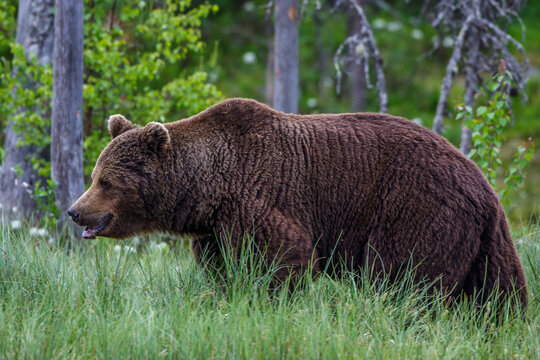 รูปภาพKarelien – เลือกดูภาพถ่ายสต็อก เวกเตอร์ และวิดีโอ51,452 | Adobe Stock