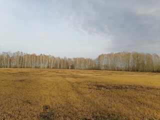 Fototapeta premium field