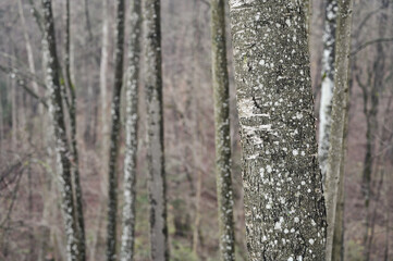 Obraz premium The trunk tree covered with lichen.