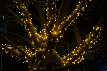 Decorative outdoor string lights hanging on tree in the garden at night time