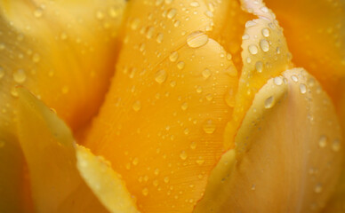Fototapeta na wymiar Yellow tulip flower in raindrops.