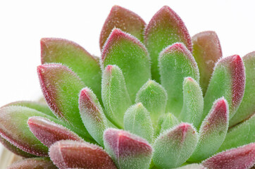 Close up of green with red margin echeveria succulent plant on white background