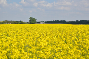 blooming rapeseed field with blue sky in the background