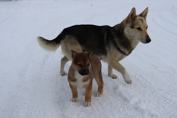 family of yard dogs mom with her restless frolicking puppies in the snow