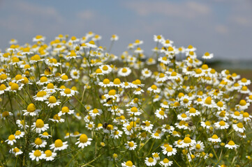 blooming chamomile plant in sunlight close up