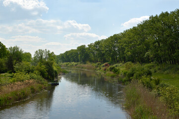 landscape by the river in spring, with green poplar trees and blue sky with white clouds in the...