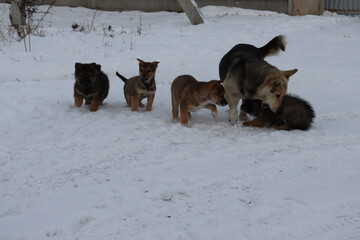 family of yard dogs mom with her restless frolicking puppies in the snow