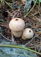 mushroom in the forest