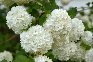 blooming snowball bush, viburnum opulus Roseum
