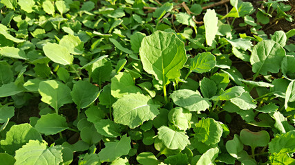 한국 제주도 유채 새싹