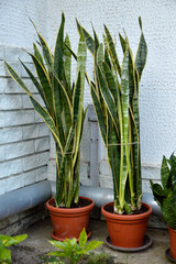 snake plant, sansevieria plant, growing in the flower pot