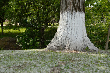 poplar tree in bloom with fallen flowers in the grass