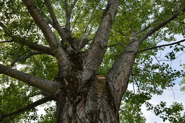 crown of poplar tree 