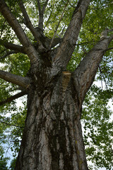 crown of poplar tree 