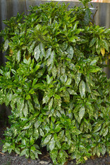 japanese aucuba plant, aucuba japonica