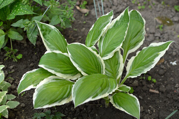colorful hosta plant growing in the garden