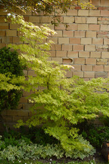 japanese maple tree, acer palmatum, growing in the garden