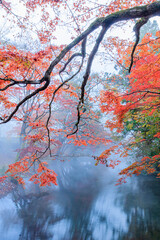 紅葉と早朝の金鱗湖　大分県由布市　
Autumn leaves and Kinrin Lake in the early morning Ooita-ken Yufu city