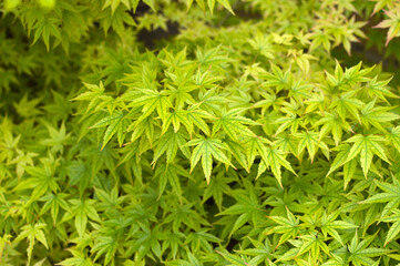 japanese maple tree, acer palmatum, growing in the garden