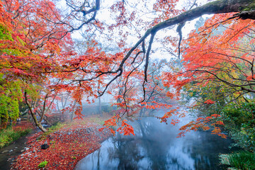 Fototapeta premium 紅葉と早朝の金鱗湖 大分県由布市 Autumn leaves and Kinrin Lake in the early morning Ooita-ken Yufu city